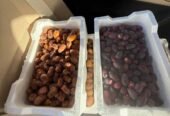 تمر بلح مزرعه