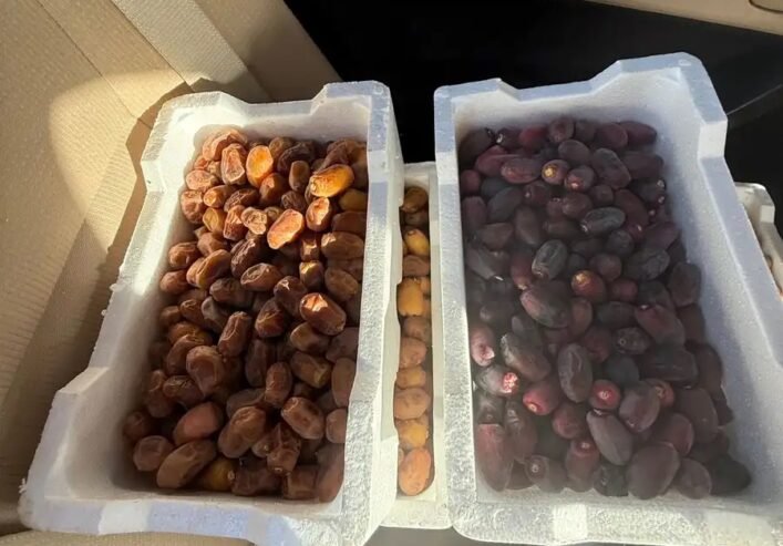 تمر بلح مزرعه