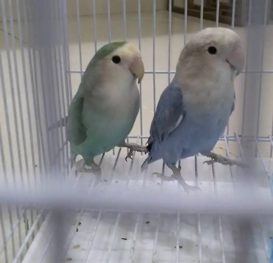 طيور الفرح الروز