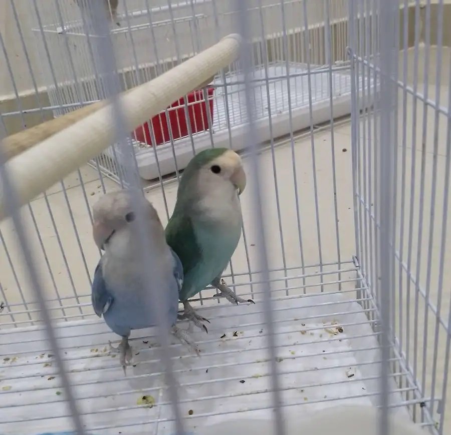 طيور الفرح الروز