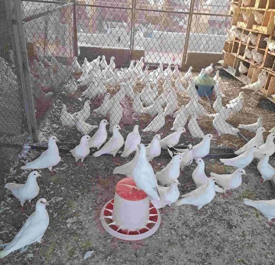 حمام فرنسي كبير للبيع ( ذكور فقط)