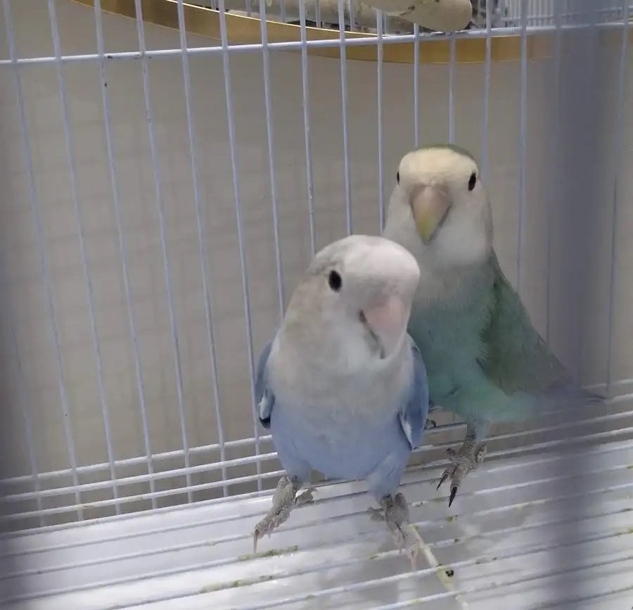 طيور الفرح الروز