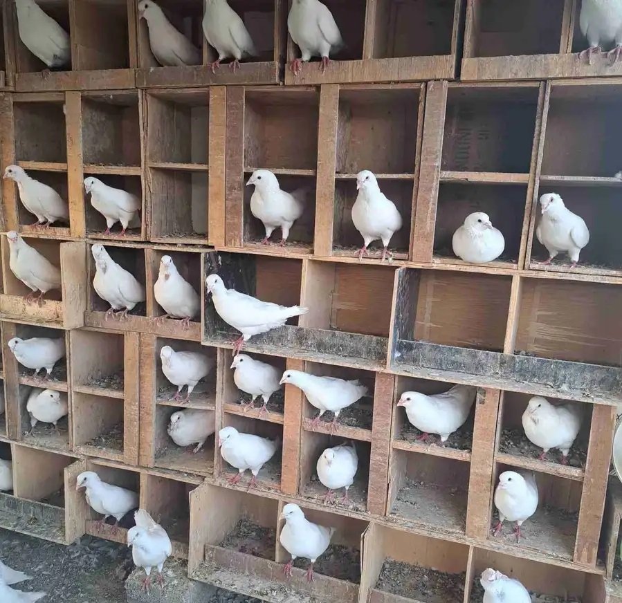 حمام فرنسي كبير للبيع ( ذكور فقط)