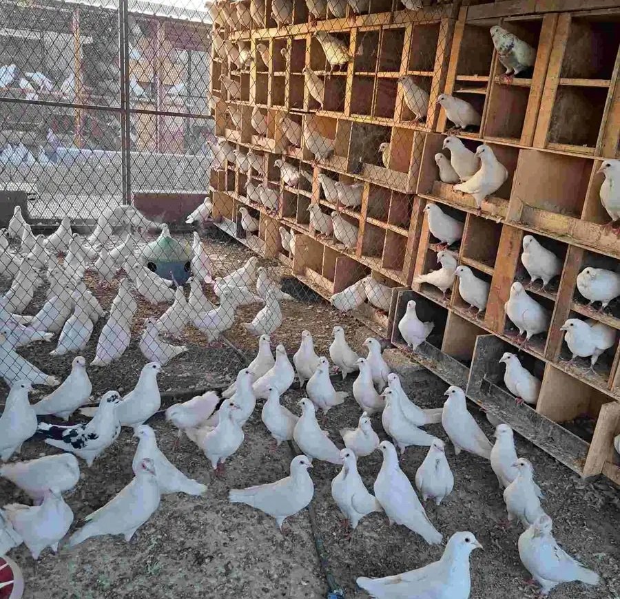 حمام فرنسي كبير للبيع ( ذكور فقط)