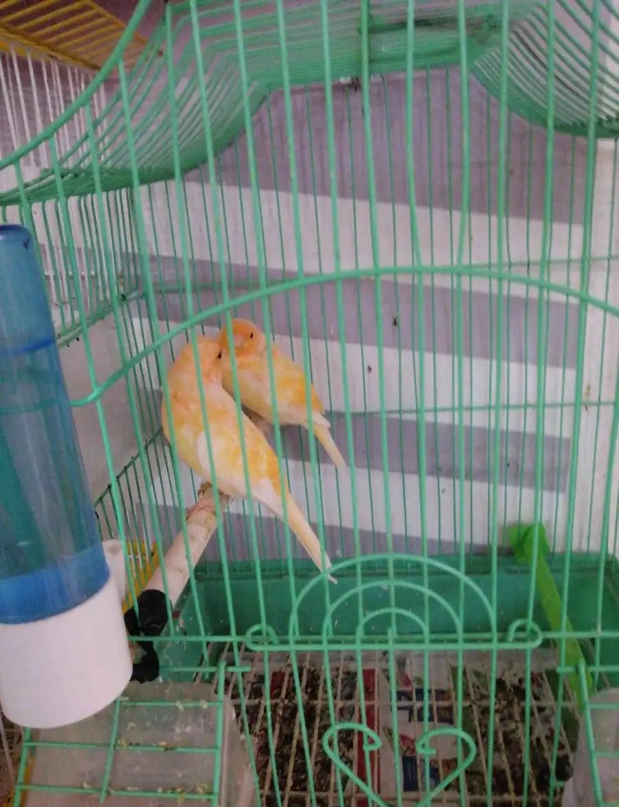 كناري اصفر سوري