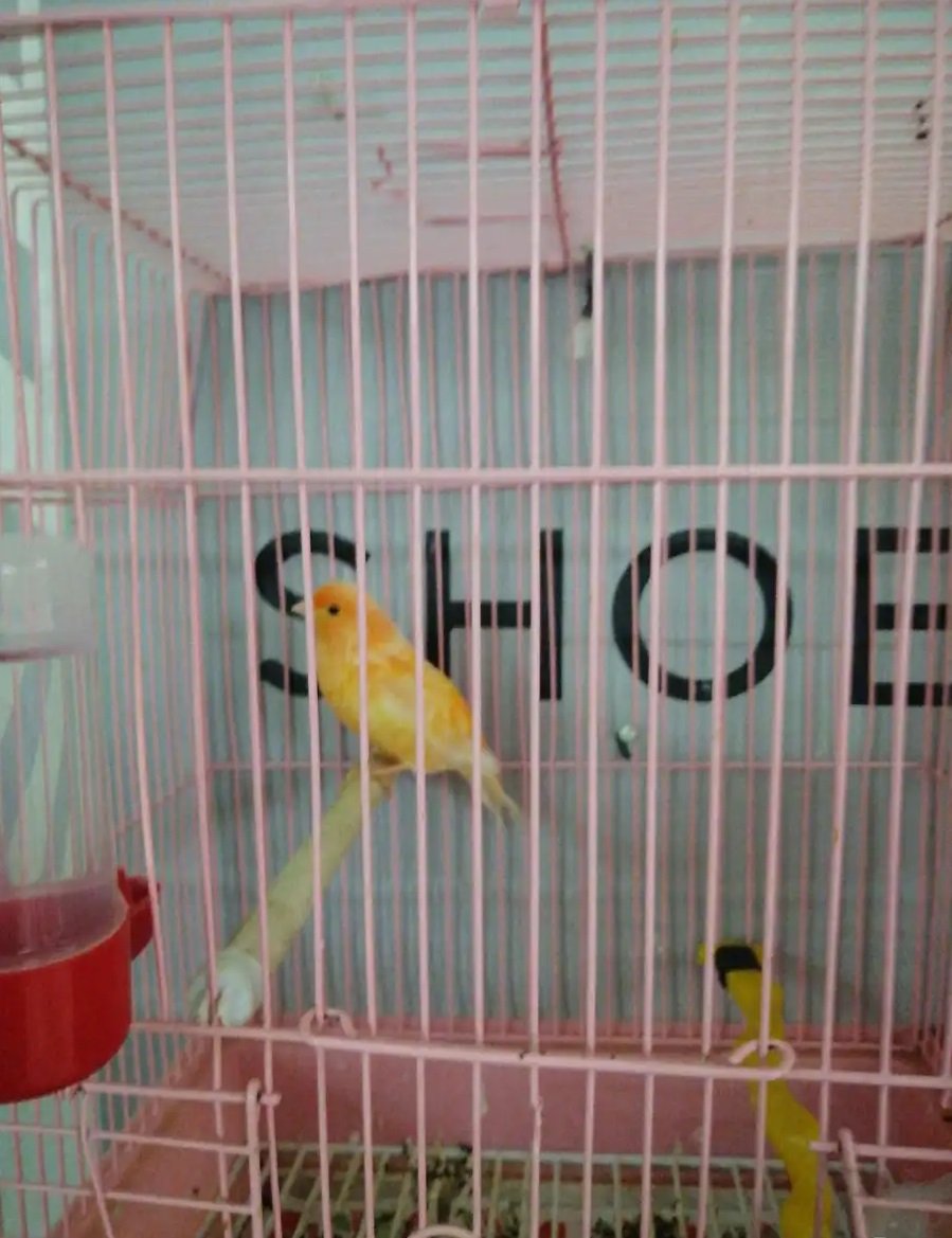 كناري اصفر سوري