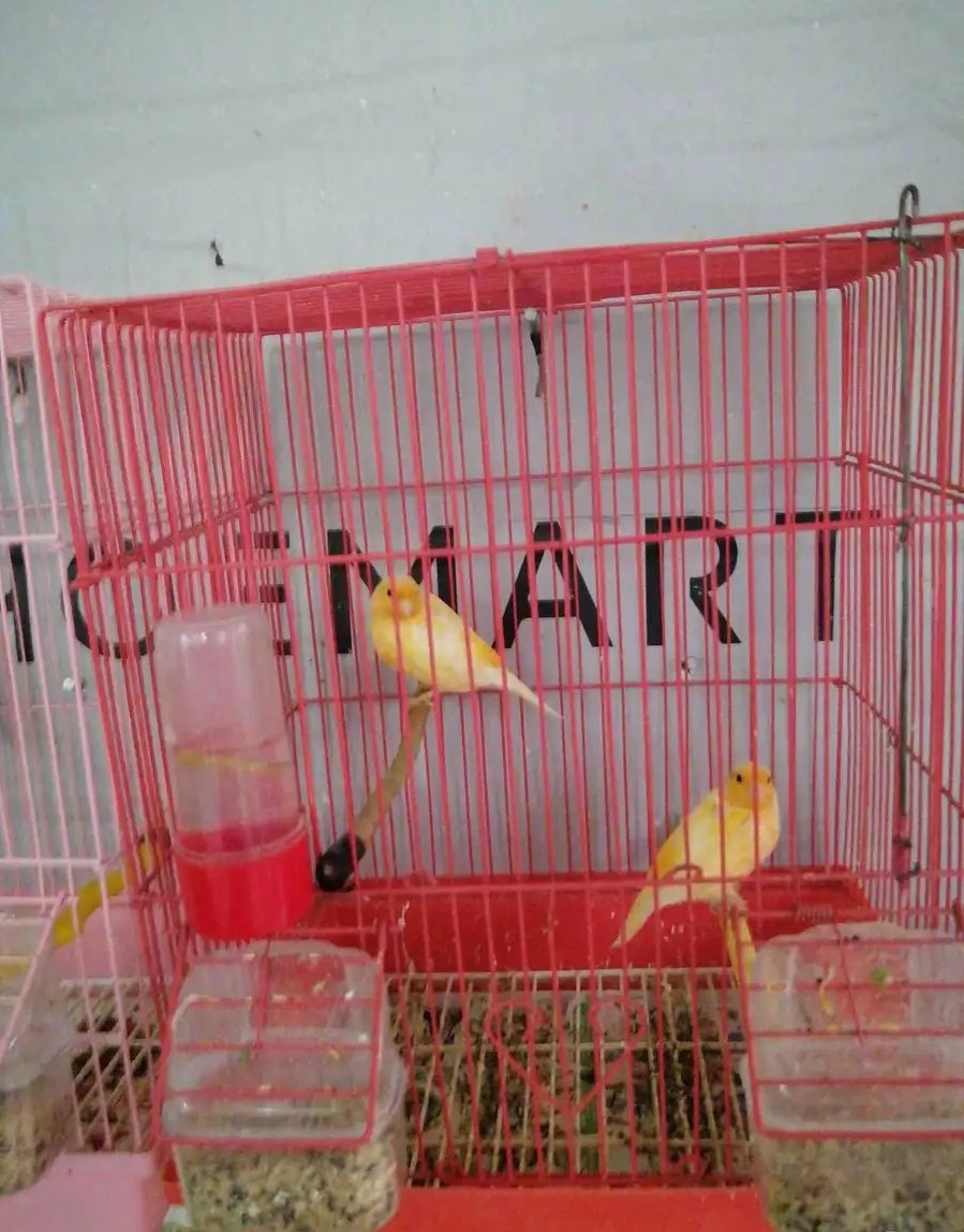 كناري اصفر سوري