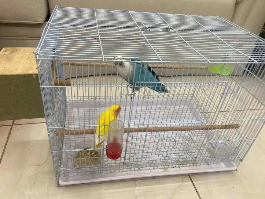 زوجين ببغاء روز مع القفص والبياضة