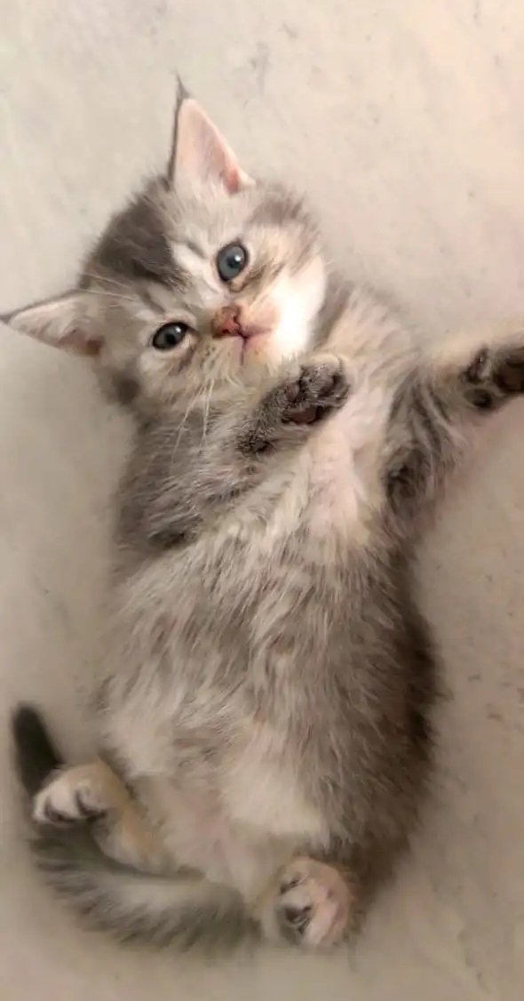 قطة سكوتش ستريت بيور للبيع بسعر رمزي