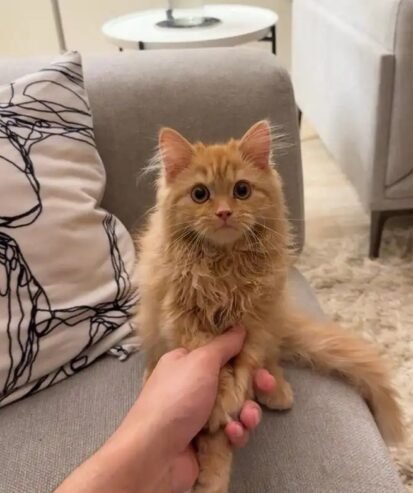 للبيع قطه العمر 3 شهور