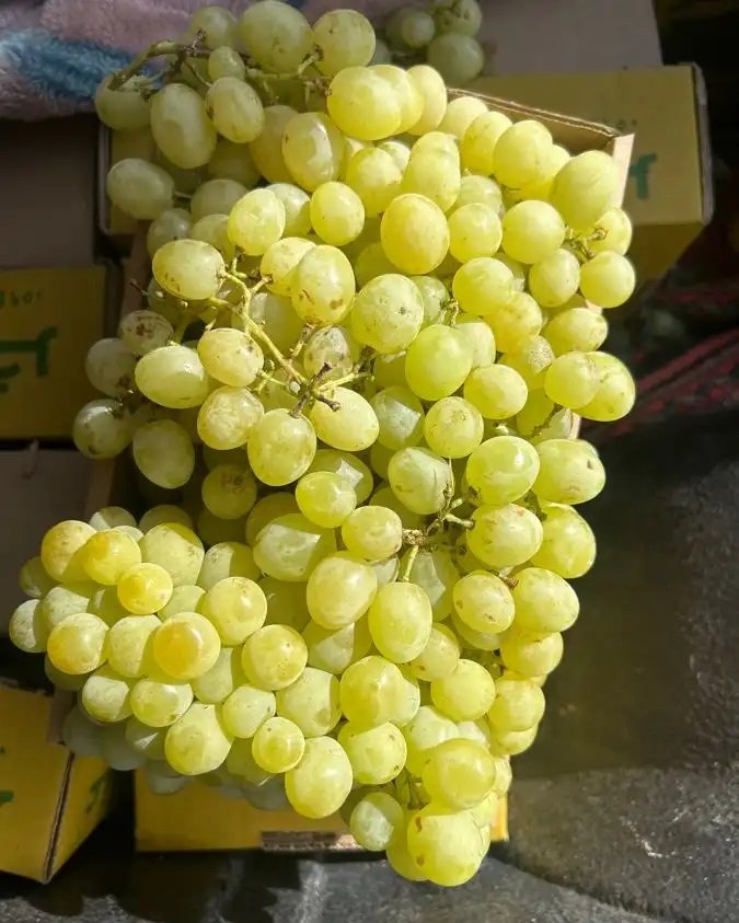 عنب النخيل سكر على الشرط