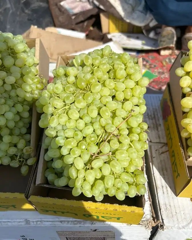 عنب النخيل سكر على الشرط