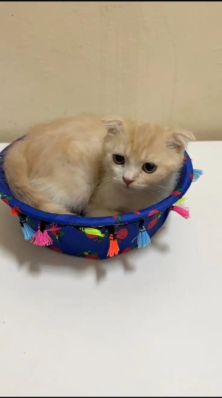 للبيع ذكر سليم عمره 3 اشهر متعود على الاكل والحمام لعوب ونشي