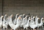 وز بلغاري اصل