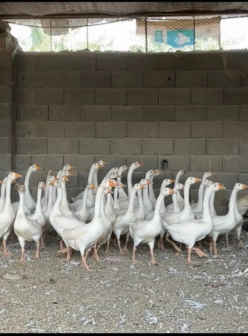 وز بلغاري اصل