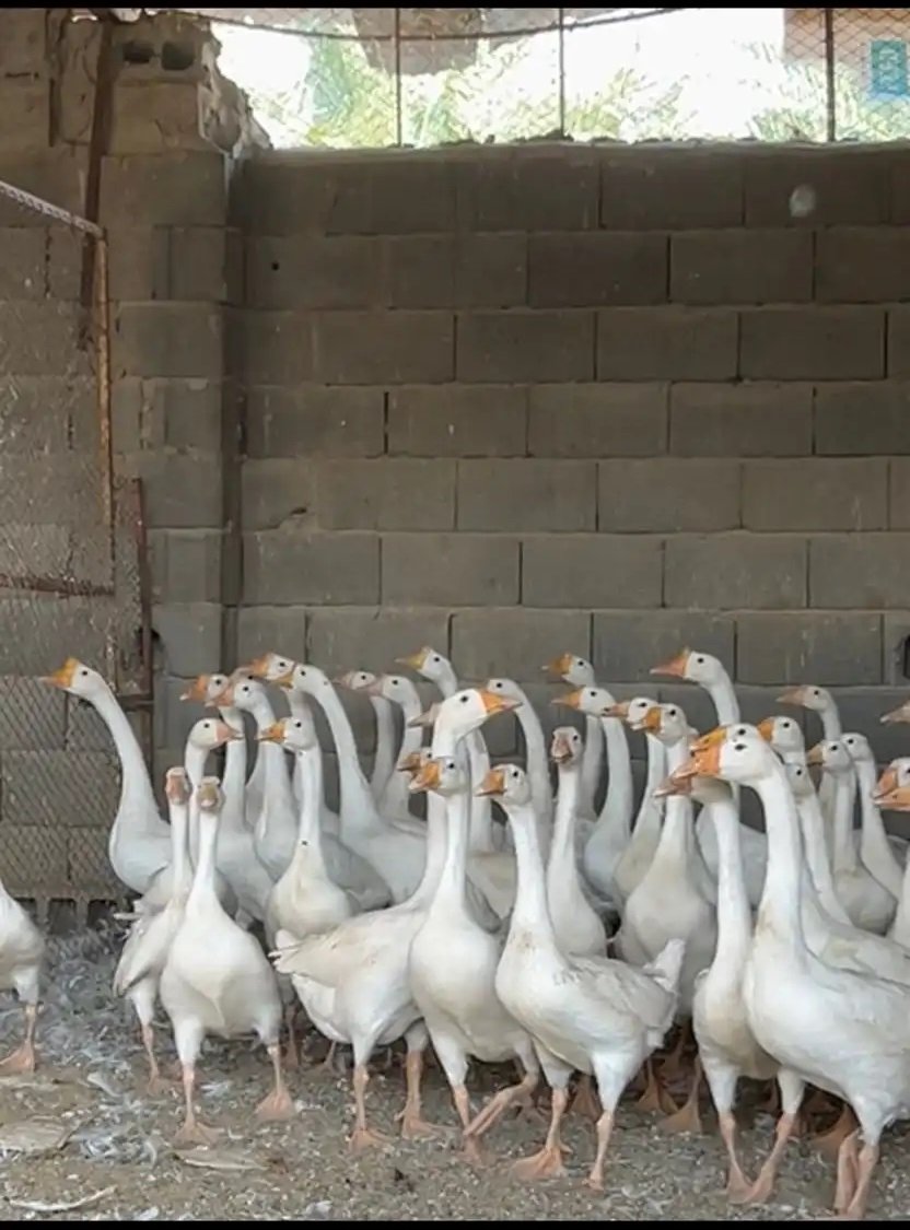 وز بلغاري اصل