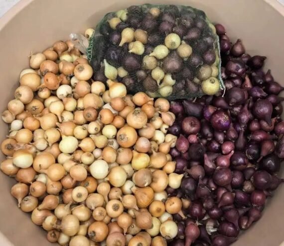 بصل عضوي انتاج مزرعة السراة النموذجية
