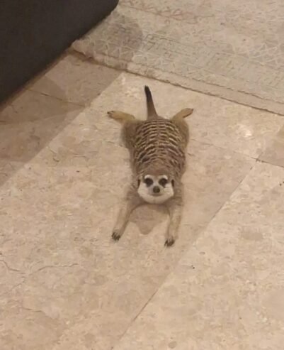 نمس إستيراد الخارج