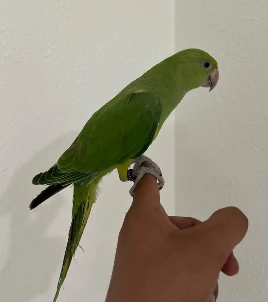 دره هندي هدد اليف مفطوم