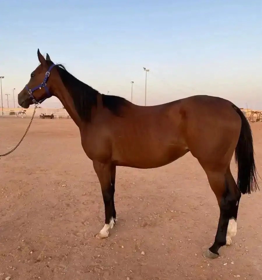 فرس انجليزيه