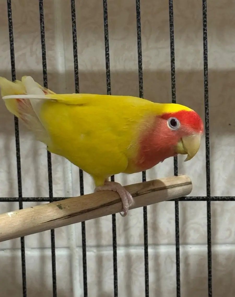 أنثى روز لاتينو رد فيس