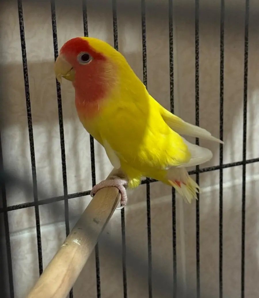 أنثى روز لاتينو رد فيس