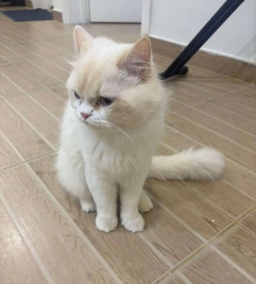 قط ذكر للتبني