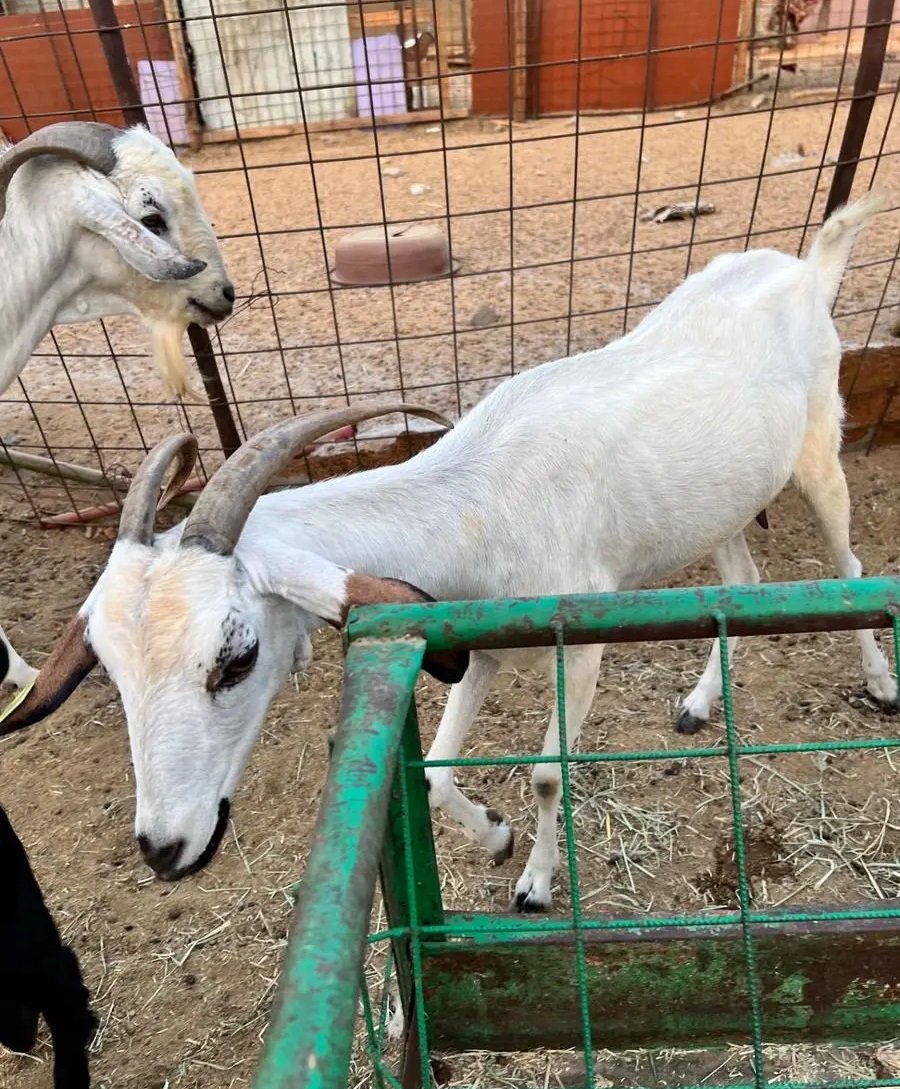 عنز بيشيه للبيع بسعر سمح