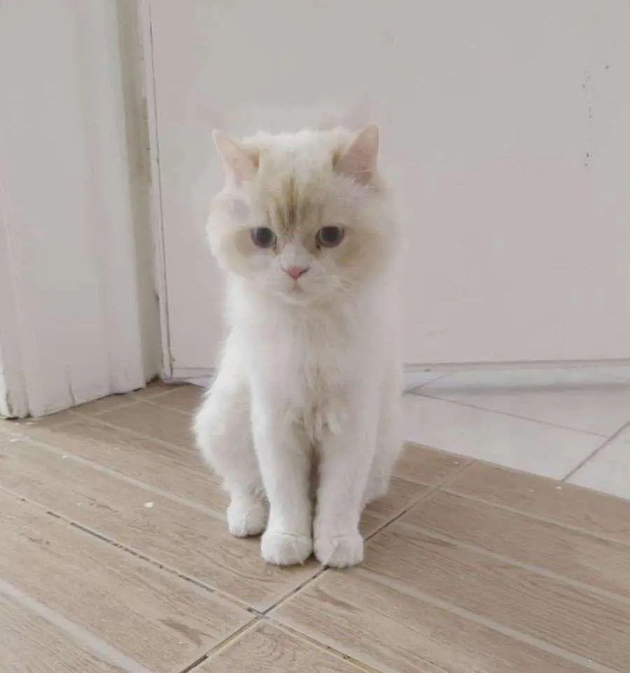 قط ذكر للتبني