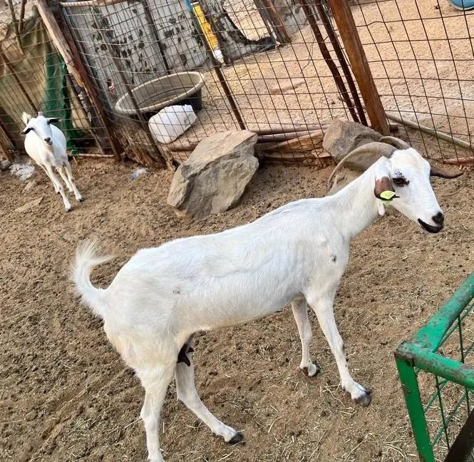 عنز بيشيه للبيع بسعر سمح