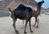 ناقه لقحه