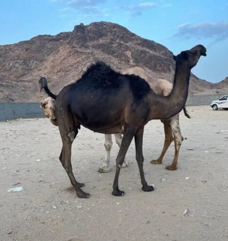 ناقه لقحه