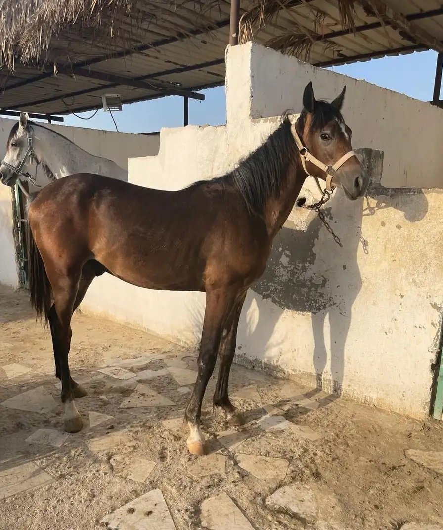 خيل شعبي