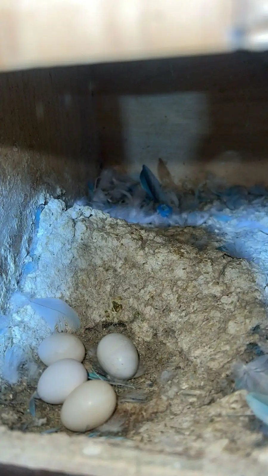 للبيع روز منتج