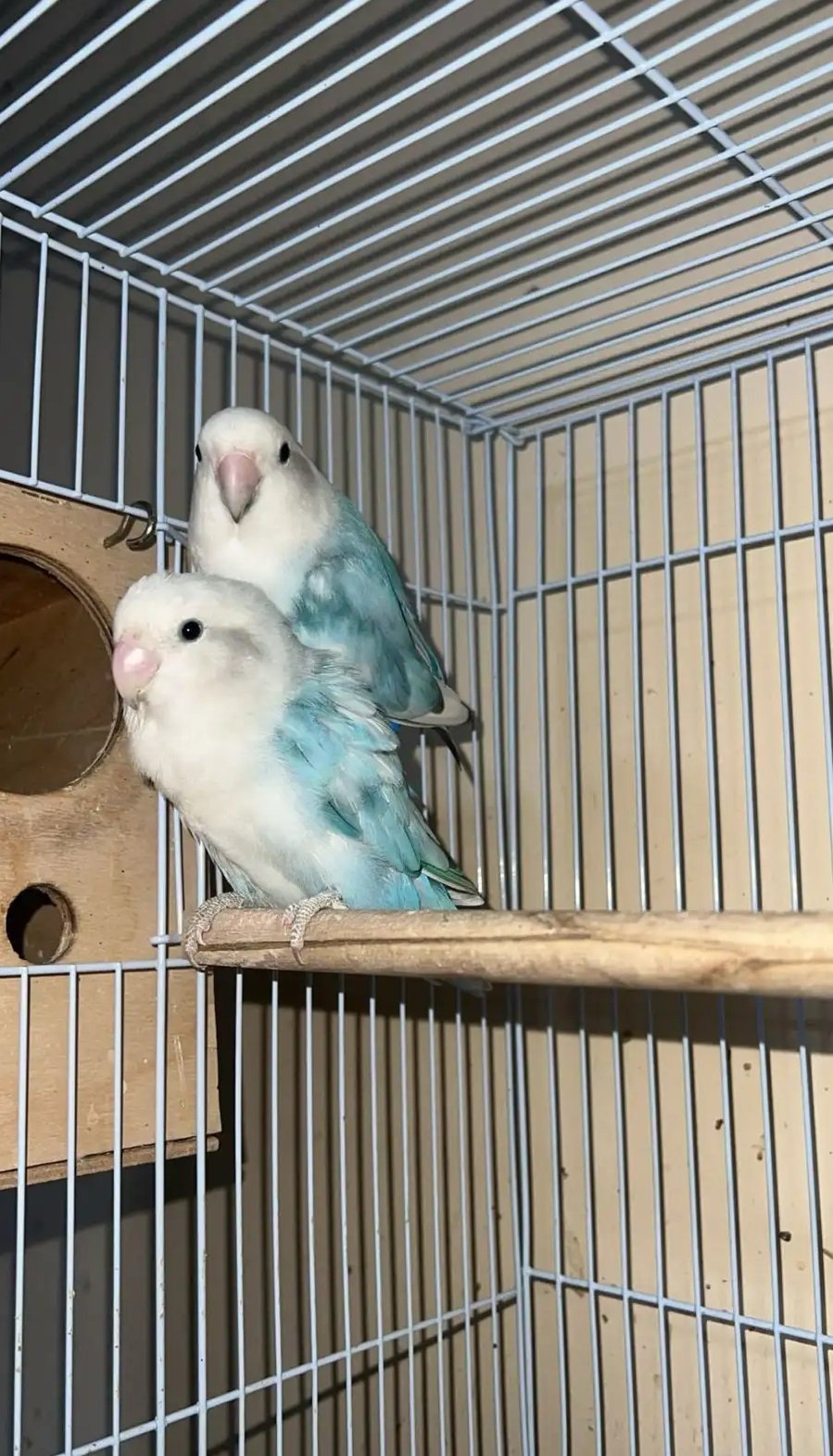 للبيع روز منتج