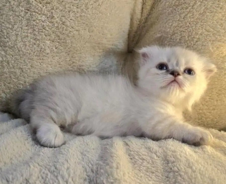 القط القزم النادر المنشكن