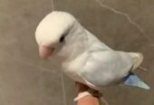 روز الليف