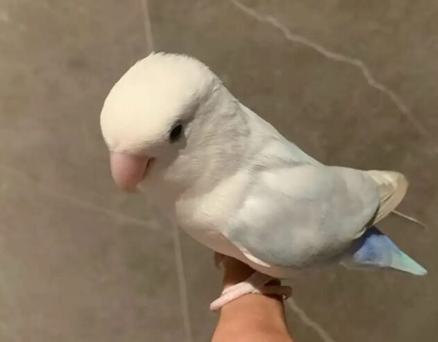 روز الليف