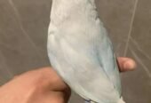 روز الليف