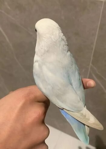 روز الليف