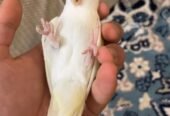 روز اليف هدد متكلم