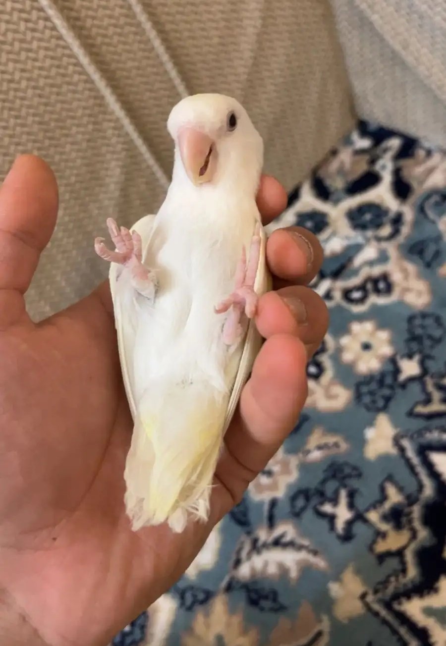 روز اليف هدد متكلم