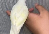 روز اليف هدد متكلم