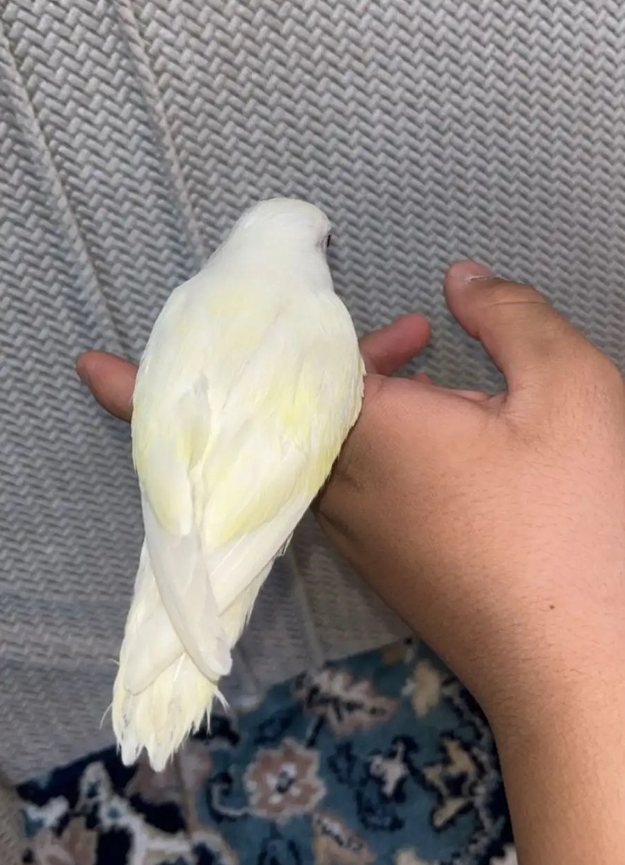 روز اليف هدد متكلم