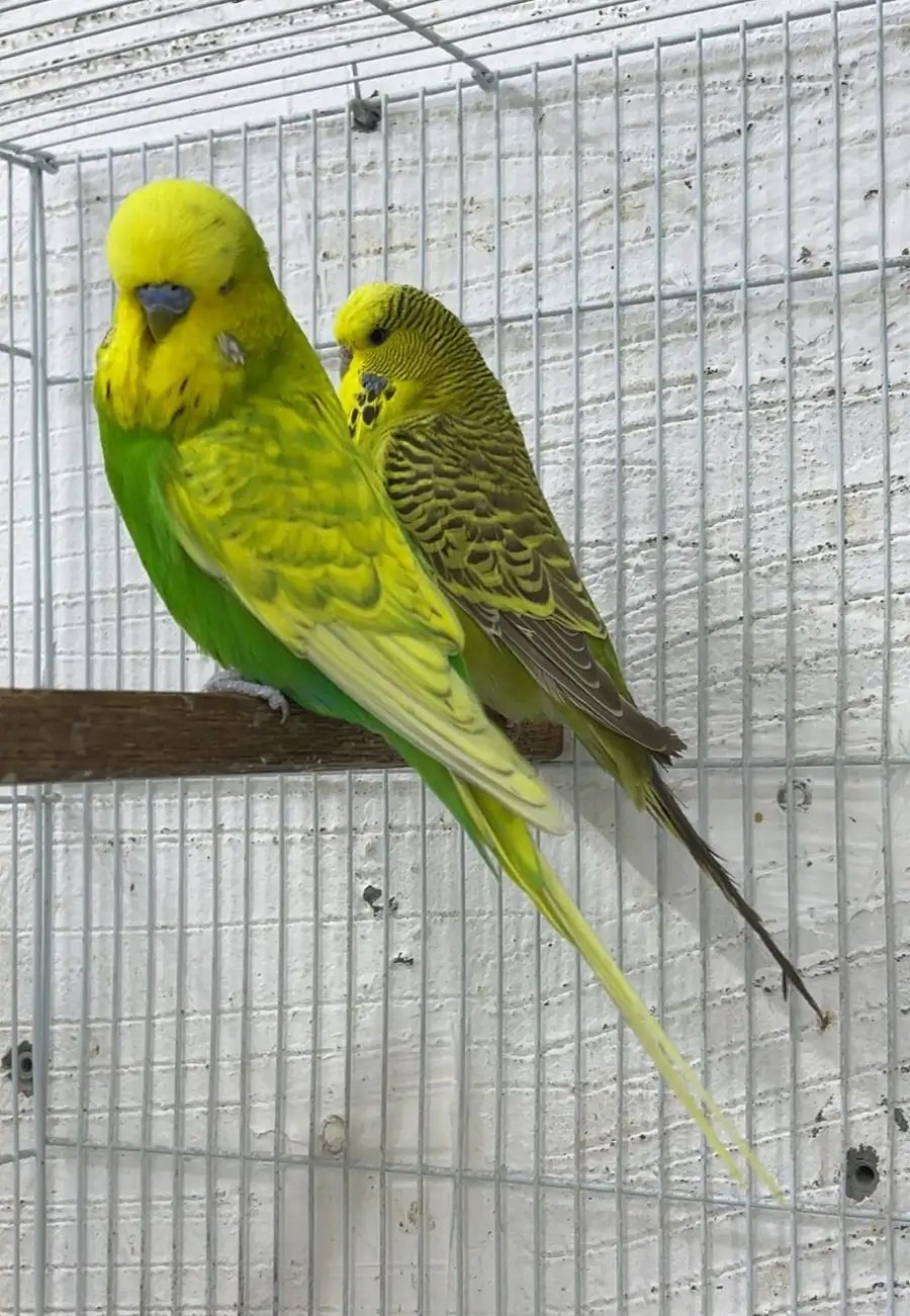 بادجي انجليزي تحته فروخ