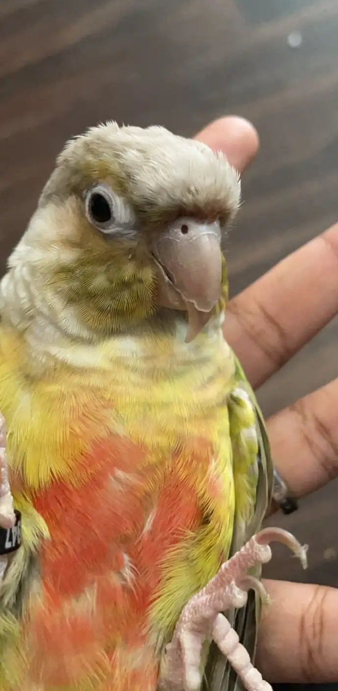 ببغاء كينور