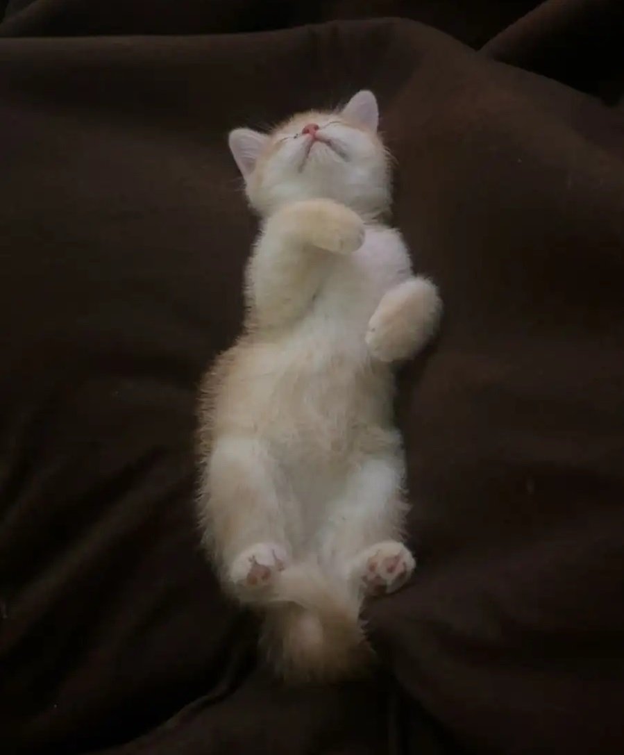 قط سكوتش ستريت قولد