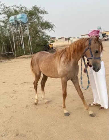 مهر