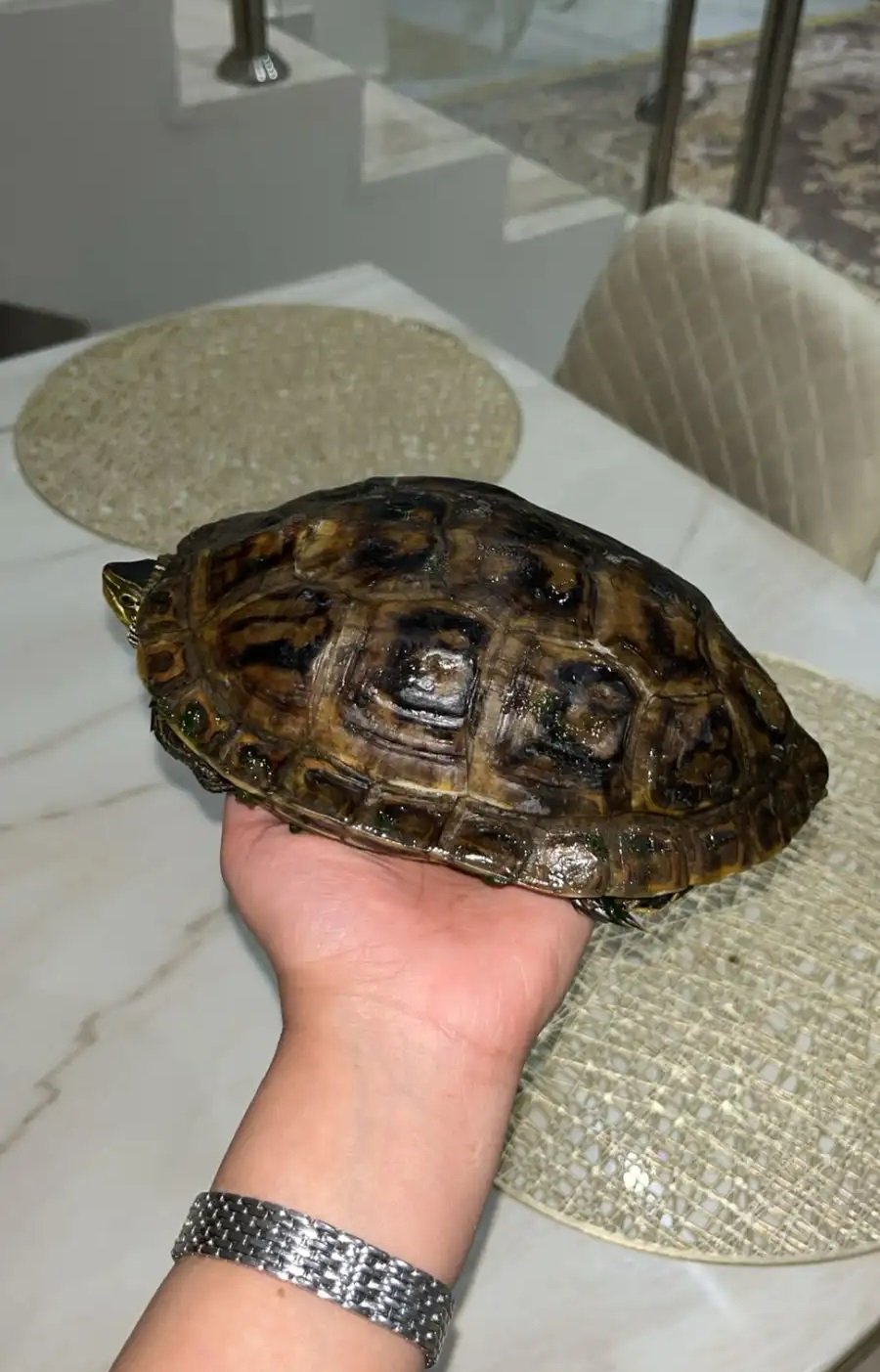 سلحفاة برمائية