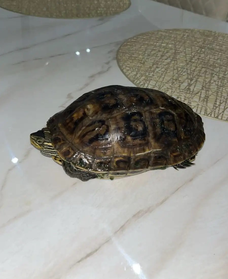 سلحفاة برمائية